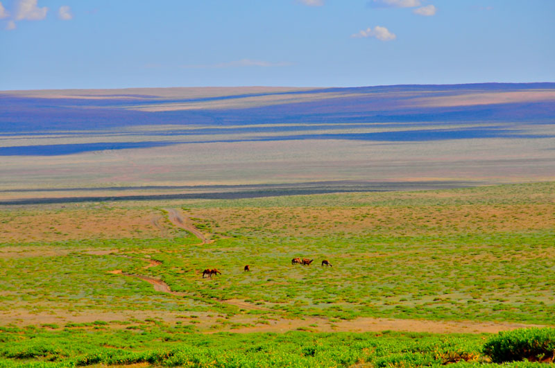 Mongolie